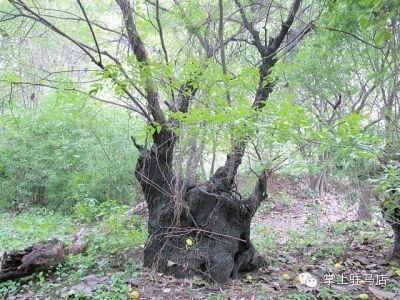 誰(shuí)能幫大駐馬的千年古樹(shù)們找個(gè)新家？