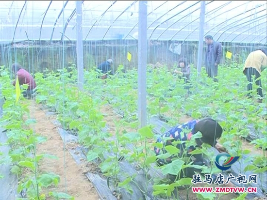 農(nóng)業(yè)合作社： 大力發(fā)展特色種植，帶動(dòng)群眾致富增收_2014124213021.JPG