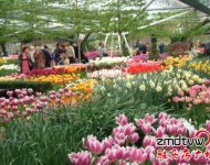賞花：室內(nèi)百花園開園了！嵖岈山溫泉小鎮(zhèn)是一個(gè)一年有花香的旅游休閑的好地方,郁金香,薰衣草,梅園,葵花園,百合花香園,花開在春夏秋冬,目前室內(nèi)郁金香正在開園,吸引了大批游客,郁金香花開爭艷,游客流連忘返,在寒冷的冬天,看到如此鮮艷的郁金香鮮花綻放,在中原尚屬首家.門票咨詢0396-4999999/4999906