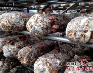 泌陽縣華泉農(nóng)業(yè)開發(fā)有限公司位于泌陽縣羊冊(cè)鎮(zhèn)，該公司正是在泌陽縣當(dāng)?shù)攸h委政府的幫助下，建立起來的標(biāo)準(zhǔn)化香菇種植基地，該基地共有10余個(gè)香菇標(biāo)準(zhǔn)化生產(chǎn)大棚，該棚采用自動(dòng)化控溫，自動(dòng)化管理，效益也是普通香菇種植大棚的2-3倍。