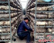 近年來，泌陽縣努力把食用菌產(chǎn)業(yè)打造成生態(tài)、健康的產(chǎn)業(yè)，并做大做強(qiáng)，引領(lǐng)農(nóng)民增收，農(nóng)業(yè)增效。為進(jìn)一步發(fā)展食用菌產(chǎn)業(yè)，提高土地利用率和整體種植效益，泌陽縣鼓勵(lì)引導(dǎo)種植戶在生產(chǎn)上標(biāo)準(zhǔn)化，在栽培上基地化，在設(shè)施上現(xiàn)代化，并積極幫助種植戶、種植大戶、食用菌種植合作社協(xié)調(diào)土地、資金、技術(shù)等發(fā)展壯大食用菌產(chǎn)業(yè)。
