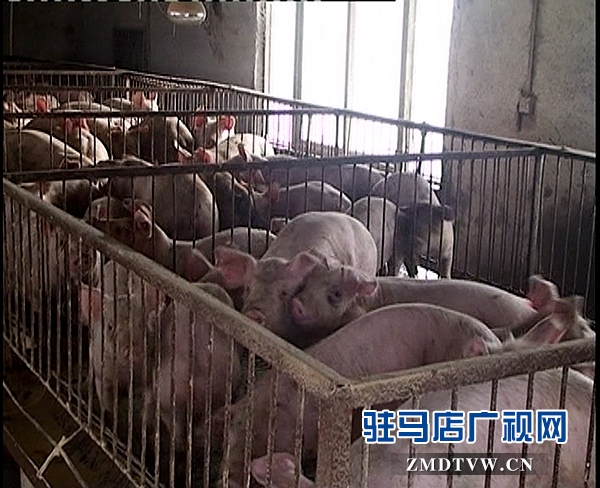 <a  href='http://www.505879.com/listinfo-16-0.html'  title='養(yǎng)殖' target='_blank' >養(yǎng)殖</a>1_副本.jpg