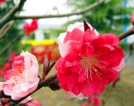 每年3月是桃花盛開的季節(jié)，此時(shí)，百花爭(zhēng)妍、萬(wàn)紫千紅，漫山遍野都是花的海洋。