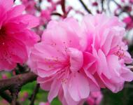 正陽(yáng)縣是生態(tài)示范縣，全縣種植有桃、梨、李等各種連片林果10萬(wàn)多畝。