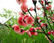 又是一年春光美，田野無(wú)處不飛花。桃花、梨花、油菜花、櫻花、李花、……醉人花海誰(shuí)最美?田野花仙個(gè)個(gè)佳。