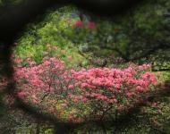 杜鵑花又名映山紅，被譽為“花中西施”