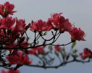 杜鵑花又名映山紅，被譽為“花中西施”