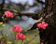 杜鵑花又名映山紅，被譽為“花中西施”