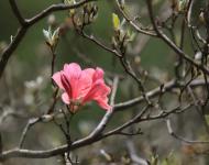 杜鵑花又名映山紅，被譽為“花中西施”