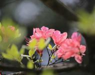杜鵑花又名映山紅，被譽為“花中西施”
