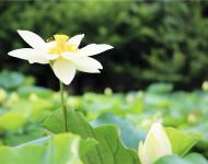 湖水經(jīng)秋平似鏡，蓮花破曉白如霜。