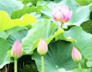 藕田成片傍湖邊，隱約花紅點點連。