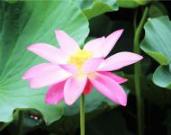 娥娜似仙子，清風送香遠