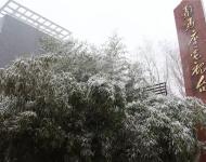 路邊的樹木，不一會(huì)就堆滿了雪花。這個(gè)冬天的雪景，哪能少了它們的點(diǎn)綴？