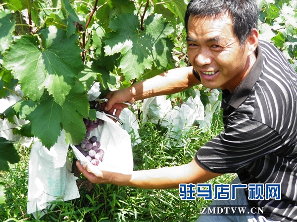廣明合作社百畝葡萄園長(zhǎng)勢(shì)喜人.JPG