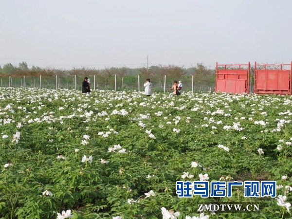 01“最美基層干部”巧念“致富經(jīng)”，帶出一個(gè)省級(jí)生態(tài)文明示范村 .jpg