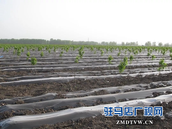 05“最美基層干部”巧念“致富經(jīng)”，帶出一個(gè)省級(jí)生態(tài)文明示范村 .jpg
