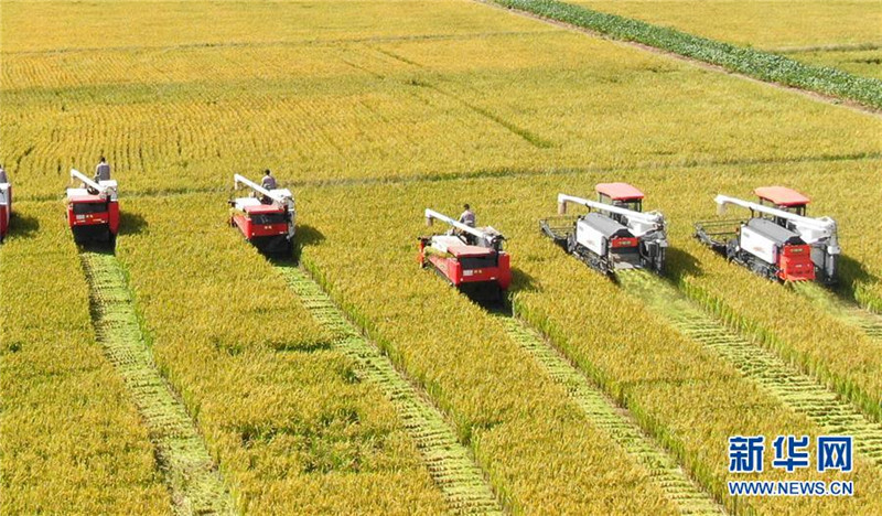9月27日，收割機在江蘇海門臨江新區(qū)農田里收割水稻（無人機拍攝）。  新華社發(fā)（許叢軍 攝）
