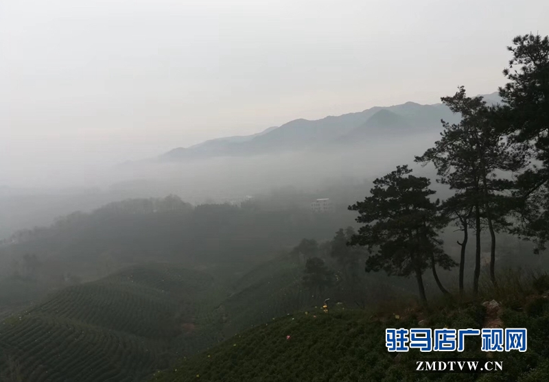 整個(gè)茶山林木蒼郁、云霧籠罩