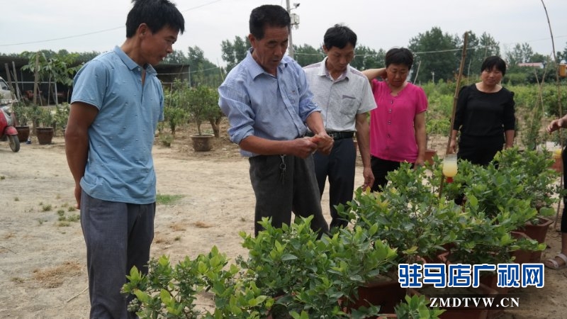  上蔡、汝南農(nóng)民找駐馬店市農(nóng)民高級(jí)技師魏世秀“拜師學(xué)藝”學(xué)盆景果樹栽培新技術(shù)