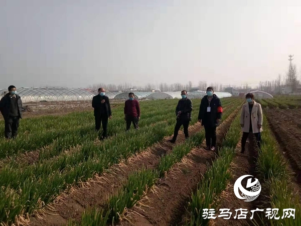點(diǎn)贊！上蔡縣齊海鄉(xiāng)一村民8畝大蔥免費(fèi)贈(zèng)鄉(xiāng)親