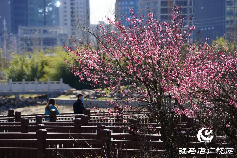 看她的滿城花開  攝影 文字：王向陽  歡迎轉(zhuǎn)載，請注明作者出處
