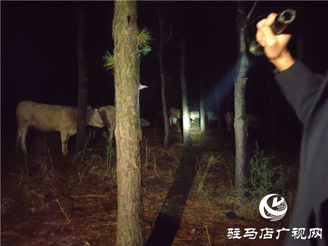 警民齊心冒雨尋牛，秋涼心卻暖