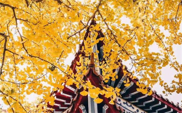 “古剎秋景惹人醉，金色滿園迎賓朋”——嵩山少林寺千年銀杏已到了一年之中最美時(shí)節(jié)！