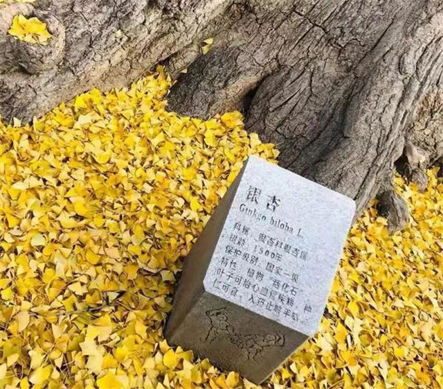 “古剎秋景惹人醉，金色滿園迎賓朋”——嵩山少林寺千年銀杏已到了一年之中最美時(shí)節(jié)！