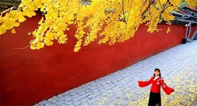 “古剎秋景惹人醉，金色滿園迎賓朋”——嵩山少林寺千年銀杏已到了一年之中最美時(shí)節(jié)！
