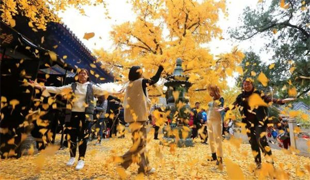 “古剎秋景惹人醉，金色滿園迎賓朋”——嵩山少林寺千年銀杏已到了一年之中最美時(shí)節(jié)！