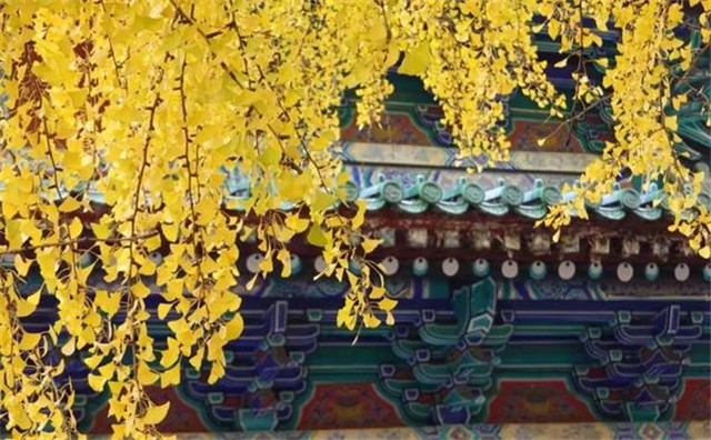 “古剎秋景惹人醉，金色滿園迎賓朋”——嵩山少林寺千年銀杏已到了一年之中最美時(shí)節(jié)！