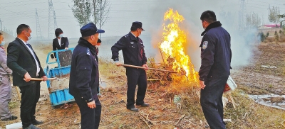 河南排查、處理數(shù)萬株“加拿大一枝黃花” 我省這種花還處萌芽期 不必恐慌