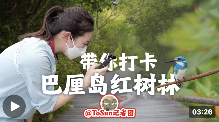 時政Vlog丨走，帶你打卡巴厘島的紅樹林！