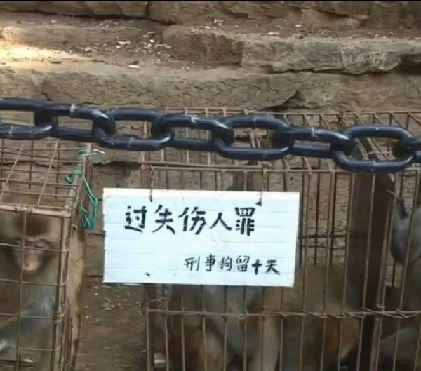 峨眉山猴子被拘留？假的！峨眉山猴子是國家二級保護動物