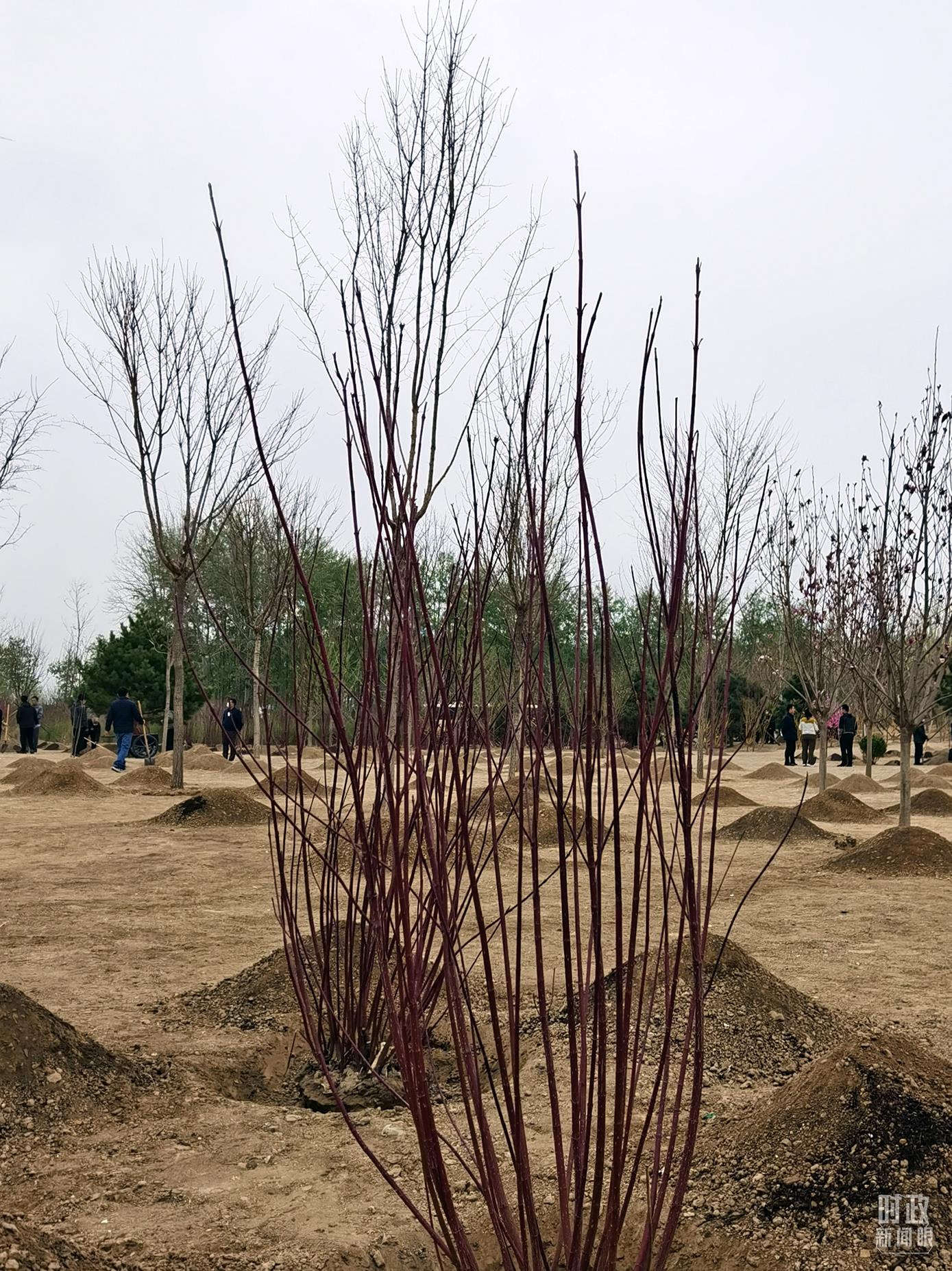 時(shí)政新聞眼丨在今年首都義務(wù)植樹現(xiàn)場，習(xí)近平這三句話飽含深意
