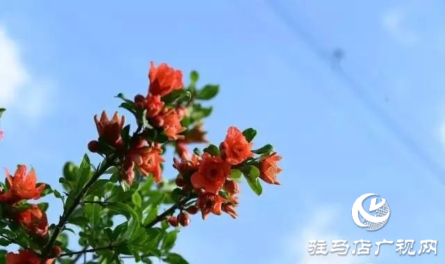 六月的泌陽(yáng)，美出圈了！