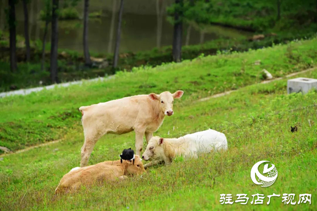 六月的泌陽(yáng)，美出圈了！
