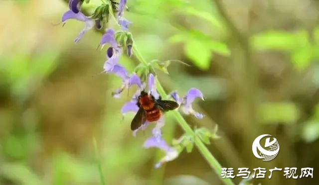 六月的泌陽(yáng)，美出圈了！