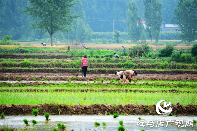 六月的泌陽(yáng)，美出圈了！