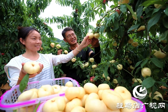 駐馬店市驛城區(qū)：返鄉(xiāng)創(chuàng)業(yè)大學生做鄉(xiāng)村振興“新農(nóng)人”