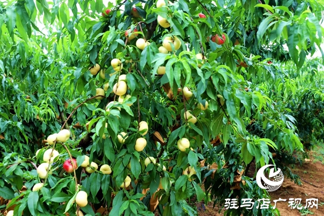 駐馬店市驛城區(qū)：返鄉(xiāng)創(chuàng)業(yè)大學生做鄉(xiāng)村振興“新農(nóng)人”
