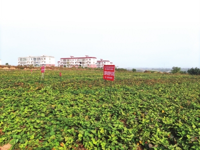小紅薯大產(chǎn)業(yè)，一根粉條帶動(dòng)一座城 禹州“三”粉產(chǎn)業(yè)化崛起之路還有多遠(yuǎn)？