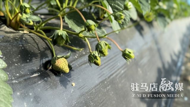 吃貨看過來！每斤35元！駐馬店這一水果新鮮上市......