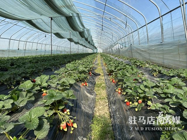 吃貨看過來！每斤35元！駐馬店這一水果新鮮上市......
