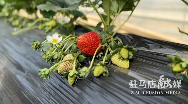 吃貨看過來！每斤35元！駐馬店這一水果新鮮上市......