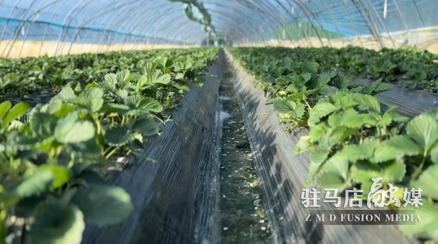 吃貨看過來！每斤35元！駐馬店這一水果新鮮上市......