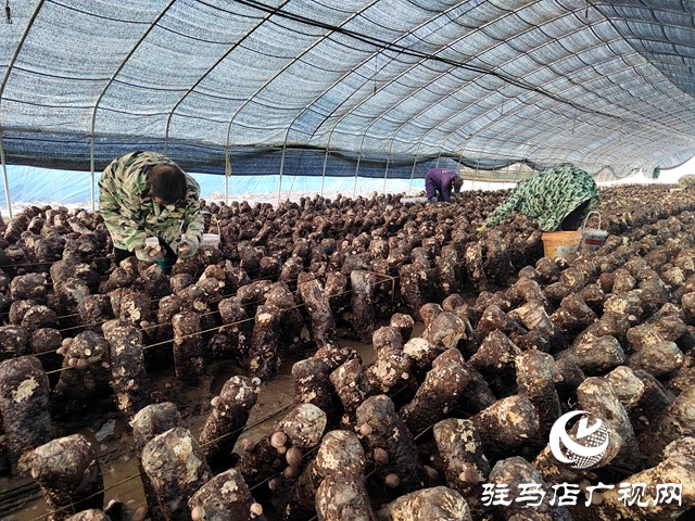 泌陽縣楊家集鎮(zhèn)孟崗村：開展香菇規(guī)?；N植 打造“一村一品”特色產(chǎn)業(yè)