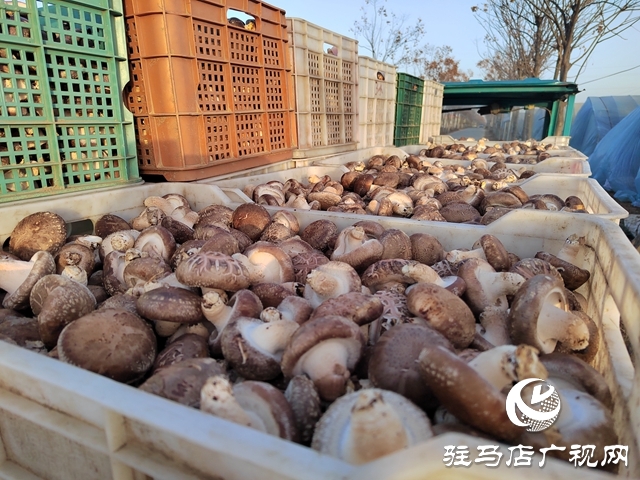 泌陽縣楊家集鎮(zhèn)孟崗村：開展香菇規(guī)?；N植 打造“一村一品”特色產(chǎn)業(yè)