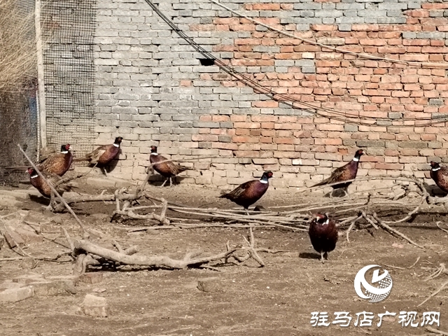 上蔡縣五龍鎮(zhèn)展莊村：特色養(yǎng)殖讓村民腰包鼓起來(lái)